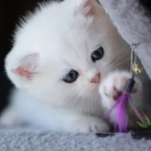 My Realistic Kitten Robot