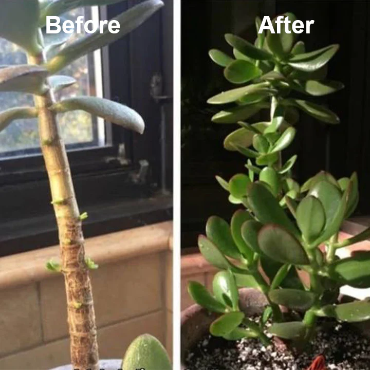 Plant Resurrection Liquid - Image 12