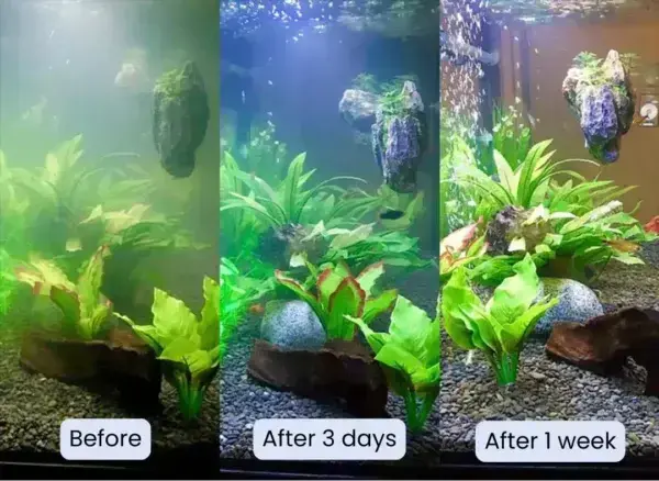 Aquariums Aqua-Guardian Blend - Image 21