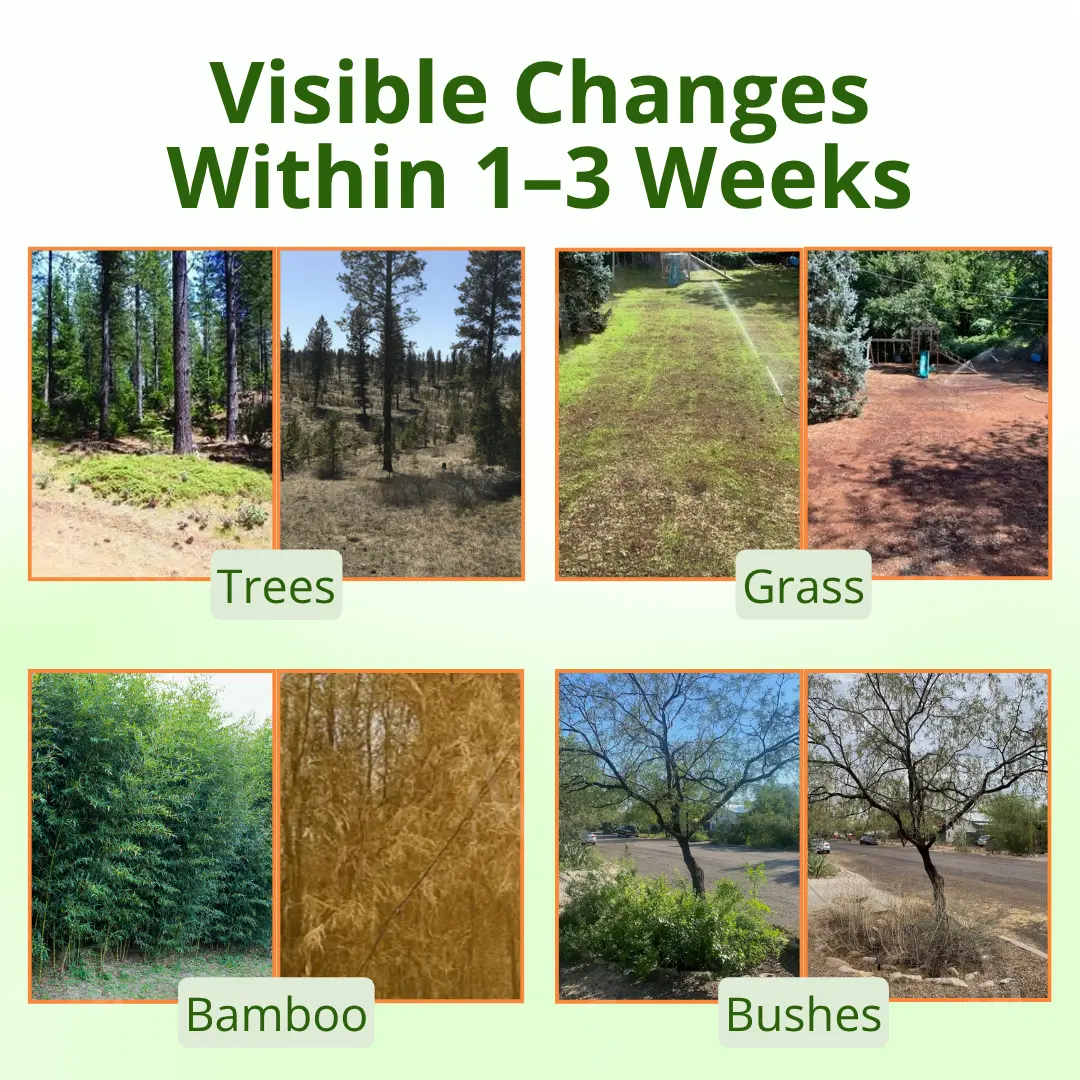 Cyclosinone Herbicide Granules - Image 2