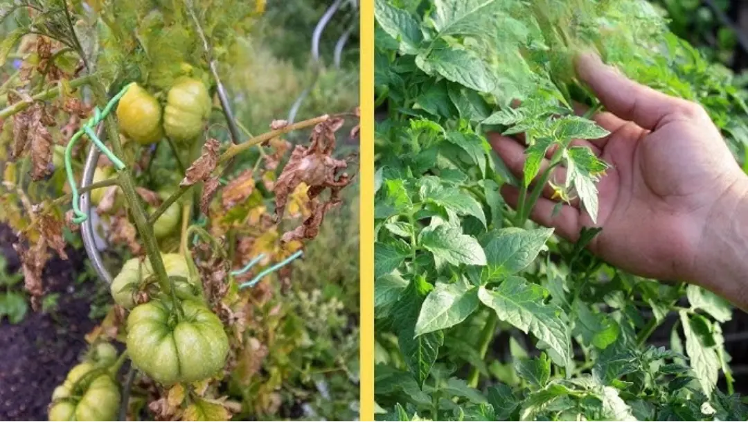 2 in 1 Vita-Enzyme Solution - Image 11